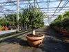 Olivenbaum Bonsai 100 - 120 cm Formgehölz, Olive Produktbild-Vorschau 2