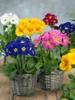 Primula elatior, Schlüsselblume, gelb, ca. 9x9 cm Topf Produktbild-Vorschau 13