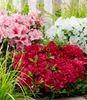BALDUR Garten 3x Zwerg-Azalee 'Encore Autumn®', Pflanzen im Produktbild-Vorschau 1