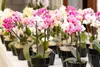 Orchidea, tekuté hnojivo, 10 litrov, vzťah živín NPK: 3-4-3 Náhľad obrázku produktu 7