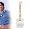 Model kręgosłupa, elastyczny anatomiczny model kręgosłupa z Podgląd zdjęcia produktu 7