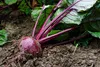 SAFLAX - Garden in the Bag - BIO - Rote Beete - Detroit Produktbild-Vorschau 8