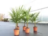 Trachycarpus fortunei 130-160 cm Palme Hanfpalme, Produktbild-Vorschau 3