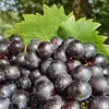 Winorośl Nero 2L Podgląd zdjęcia produktu 5