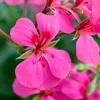 Bloomique - 6er-Mix - Pelargonium Peltatum - Hängende Produktbild-Vorschau 3