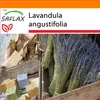 SAFLAX Garden in the bag - pravá levanduľa - Lavandula Náhľad obrázku produktu 5