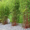 Stauden Gänge 1 x Fargesia scabrida 'Asian Wonder' im C2 Produktbild-Vorschau 2