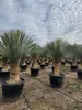 Sunny Tree - Yucca Rostrata - Palma - wysokość pnia 50/60 Podgląd zdjęcia produktu 2
