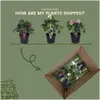 Planten van Frank | Set van 3 kerstrozen (mix) | Helleborus Productafbeelding-voorbeeld 5