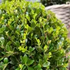 Ilex crenata 'Jenny' - Cesmína koule - Ø25cm - 2 rostliny - Náhled obrázku produktu 6