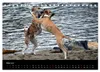 Whippets in Aktion (Tischkalender 2027 DIN A5 quer), Produktbild-Vorschau 8
