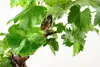 Meine Orangerie - exklusive Vitis Vinifera Weinrebe in Produktbild-Vorschau 2