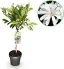 Magnolia gwiazdzista (Magnolia stellata) 19cm, wysokosc Podgląd zdjęcia produktu 1