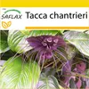 SAFLAX Kultivační sada - netopýří květina - Tacca Náhled obrázku produktu 8