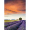 500 Teile Schmidt Spiele Puzzle Lavendelfeld, Provence Produktbild-Vorschau 2
