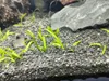 Akvarijný štrk, čierny bazalt 2–3 mm, 8 kg Náhľad obrázku produktu 6