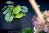 A potted plant with striped green and white leaves sits in a dark gray ribbed planter against a dark background. Blurred flowers are visible in the foreground. Produktbild-Vorschau