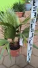 Washingtonia robusta 70-100 cm Washingtonpalme Fächerpalme Produktbild-Vorschau 1