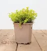 Thymus x citriodorus 'Golden Dwarf', Zitronenthymian, Produktbild-Vorschau 1
