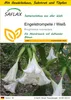SAFLAX Anzucht Set - Engelstrompete / Weiß - Brugmansia Produktbild-Vorschau 1