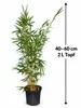 Fargesia robusta Campbell, altezza 40-60 cm. Bambù da Anteprima dell’immagine prodotto 5