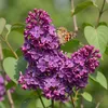 Green boutiQ - Plante de jardin - Syringa vulgaris Ludwig Voir les images du produit 5