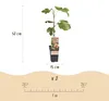 Feigenbaum Ficus carica Brown Turkey 2 Pflanzen Ø15cm 50cm Produktbild-Vorschau 4