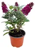 Krzew motylkowy Buddleja davidii Butterfly Candy Little Podgląd zdjęcia produktu 3