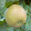 Grüner Boskoop Winterapfel Bratapfel Buschbaum 110-140 cm Produktbild-Vorschau 2