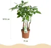 Green boutiQ - Plantes d'intérieur - Pachira Aquatica multi Voir les images du produit 3