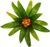 Mini Guzmania Trio - Zestaw 3 kolorowych bromelii w 3 Podgląd zdjęcia produktu 5