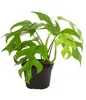 Dehner Fensterblatt Monstera minima, Rhaphidophora Produktbild-Vorschau 1