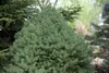 Picea glauca 'Conica', Zuckerhutfichte, kompakt, 20–30 cm Produktbild-Vorschau 10
