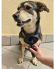Verk 19449 Spazzola autopulente per cani e gatti nera Anteprima dell’immagine prodotto 6