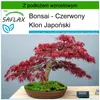 SAFLAX - Bonsai - Czerwony Klon Japoński - 20 Nasiona - Z Podgląd zdjęcia produktu 6