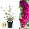 Green boutiQ - Gartenpflanze - Buddleja davidii Royal Red - Produktbild-Vorschau 2