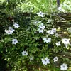 3 x Clematis Miss Bateman Kletterpflanzen: 3 kaufen/2 Produktbild-Vorschau 7