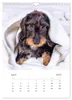 Dackel(augen)blicke (Wandkalender 2027 DIN A4 hoch), Produktbild-Vorschau 7