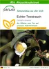 SAFLAX - Echter Teestrauch - Camellia sinensis - 6 Samen - Produktbild-Vorschau 1