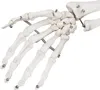 Jago® Menschliches Anatomie Skelett 181.5 cm - inkl. Produktbild-Vorschau 7
