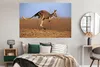 MuchoWow® Poster Känguru - Landschaft - Mantel - Braun Produktbild-Vorschau 5
