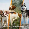 Three dogs of different breeds wearing collars, with text overlay. Produktbild-Vorschau