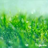 Close-up of green grass with water droplets and bokeh effects, with a logo in the bottom right corner. Produktbild-Vorschau