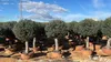 Sunny Tree - Olea Europea - Olivier résistant au froid - Voir les images du produit 3