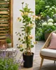 Geißblatt 'Belgica Select' 60-80 cm | Duftendes Produktbild-Vorschau 3