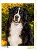 CALVENDO Puzzle Berner Sennenhund - Herbststimmung | 1000 Produktbild-Vorschau 2