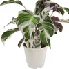 A close-up of a Calathea Fusion White plant in a white pot against a white background. Anteprima dell’immagine prodotto