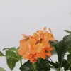Krossandra lejkowata - 2 szt - Crossandra 'Fortuna' - Podgląd zdjęcia produktu 3