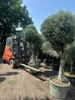 Olivenbaum XXXL ca. 80 Jahre Alt Winterhart bis -17 °C Höhe Produktbild-Vorschau 8