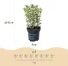 Green boutiQ - 24x Euonymus japonicus White Spire - Produktbild-Vorschau 3